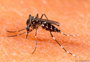 Aedes-mosquito