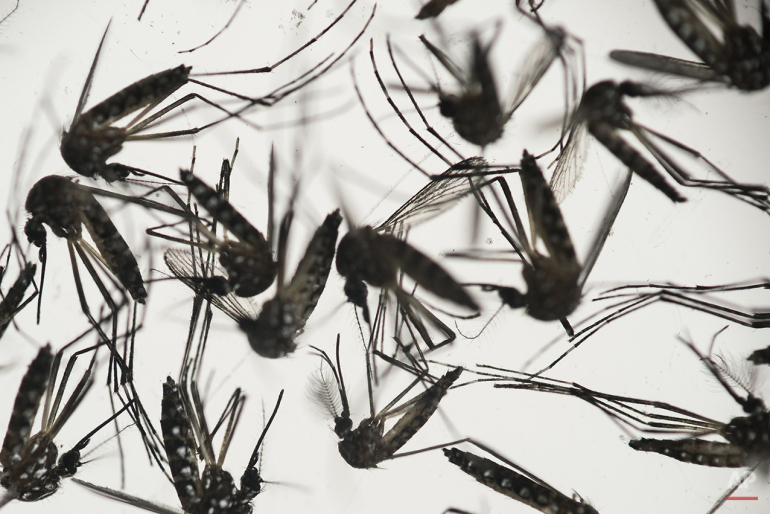Aedes aegypti mosquitoes sit in a petri dish at the Fiocruz institute in Recife, Pernambuco state, Brazil, Wednesday, Jan. 27, 2016. The mosquito is a vector for the proliferation of the Zika virus currently spreading throughout Latin America. New figures from Brazil's Health Ministry show that the Zika virus outbreak has not caused as many confirmed cases of a rare brain defect as first feared. (AP Photo/Felipe Dana)