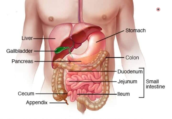 Тонкий кишечник и печень. Digestive Organs.