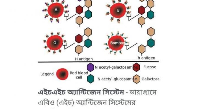 দুর্লভ একটি রক্তের গ্রুপ এইচ/এইচ বা বোম্বাই রক্ত