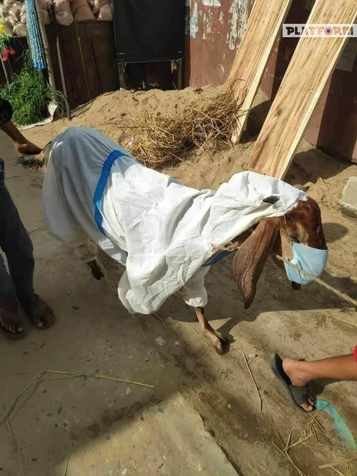 কুরবানির ছাগলের পরনে পিপিই!